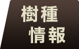 チークフローリング 樹種情報