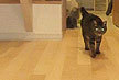 猫がいる住宅にご採用頂いたジャーマンメープルフローリング画像（品番：GM-07）